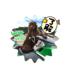 天才！！f1labradoodleばぶ君 2。（個別スタンプ：11）