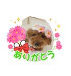 我が家のアイドル犬 チェブ君（個別スタンプ：16）
