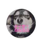 DOG DAY    大切にしてる？ #犬の日（個別スタンプ：7）