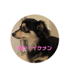 DOG DAY    大切にしてる？ #犬の日（個別スタンプ：14）