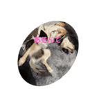 DOG DAY    大切にしてる？ #犬の日（個別スタンプ：15）