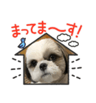 景子ちゃん家のテン（個別スタンプ：4）