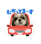 景子ちゃん家のテン（個別スタンプ：5）