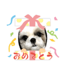 景子ちゃん家のテン（個別スタンプ：6）