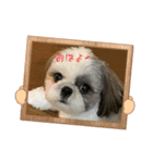 景子ちゃん家のテン（個別スタンプ：7）