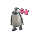 ペンギンの日常(水族館)①（個別スタンプ：6）