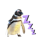 ペンギンの日常(水族館)①（個別スタンプ：7）