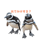 ペンギンの日常(水族館)①（個別スタンプ：11）