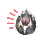 ペンギンの日常(水族館)①（個別スタンプ：12）
