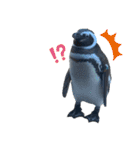 ペンギンの日常(水族館)①（個別スタンプ：13）