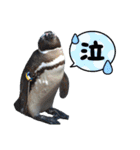 ペンギンの日常(水族館)①（個別スタンプ：15）