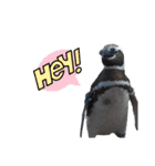 ペンギンの日常(水族館)①（個別スタンプ：17）