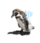 ペンギンの日常(水族館)①（個別スタンプ：18）
