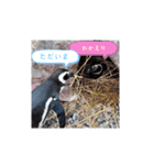 ペンギンの日常(水族館)①（個別スタンプ：19）