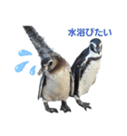 ペンギンの日常(水族館)①（個別スタンプ：23）