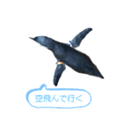 ペンギンの日常(水族館)①（個別スタンプ：25）