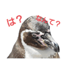 ペンギンの日常(水族館)①（個別スタンプ：26）