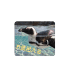 ペンギンの日常(水族館)①（個別スタンプ：29）