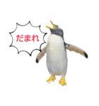 ペンギンの日常(水族館)①（個別スタンプ：31）