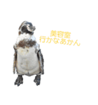 ペンギンの日常(水族館)①（個別スタンプ：32）