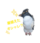ペンギンの日常(水族館)①（個別スタンプ：33）