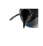 ペンギンの日常(水族館)①（個別スタンプ：37）