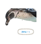 ペンギンの日常(水族館)①（個別スタンプ：38）