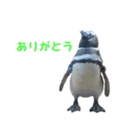 ペンギンの日常(水族館)①（個別スタンプ：39）