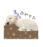 白くまのクゥ2（個別スタンプ：19）