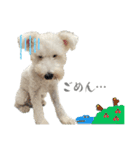 白くまのクゥ2（個別スタンプ：21）