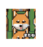 柴犬ぶさかわドット1（個別スタンプ：2）