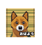 柴犬ぶさかわドット1（個別スタンプ：3）