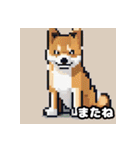 柴犬ぶさかわドット1（個別スタンプ：13）