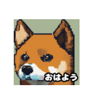 柴犬ぶさかわドット1（個別スタンプ：14）