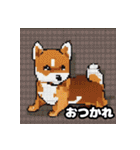 柴犬ぶさかわドット1（個別スタンプ：16）