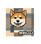 柴犬ぶさかわドット1（個別スタンプ：20）