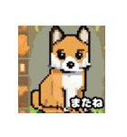 柴犬ぶさかわドット1（個別スタンプ：25）