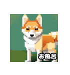 柴犬ぶさかわドット1（個別スタンプ：31）