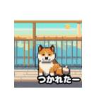 柴犬ぶさかわドット1（個別スタンプ：37）