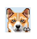 柴犬ぶさかわドット1（個別スタンプ：39）