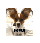 パピヨンのさちです。つ〜（個別スタンプ：1）