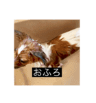 パピヨンのさちです。つ〜（個別スタンプ：2）