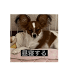 パピヨンのさちです。つ〜（個別スタンプ：3）