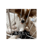 パピヨンのさちです。つ〜（個別スタンプ：4）