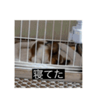 パピヨンのさちです。つ〜（個別スタンプ：5）