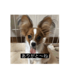 パピヨンのさちです。つ〜（個別スタンプ：7）