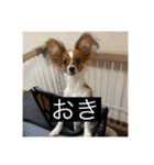 パピヨンのさちです。つ〜（個別スタンプ：8）