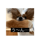 パピヨンのさちです。つ〜（個別スタンプ：10）