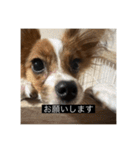 パピヨンのさちです。つ〜（個別スタンプ：11）