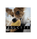 パピヨンのさちです。つ〜（個別スタンプ：12）
